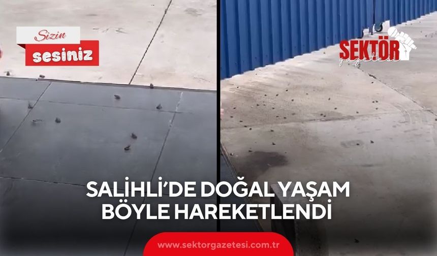 Salihli’de doğal yaşam böyle hareketlendi