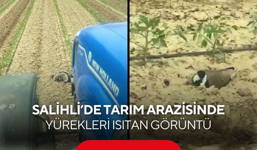 Salihli’de tarım arazisinde yürekleri ısıtan görüntü
