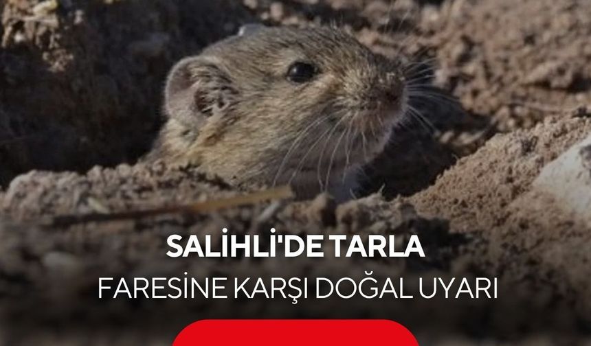 Salihli'de tarla faresine karşı doğal uyarı: Yırtıcılar korunmazsa zarar büyüyor