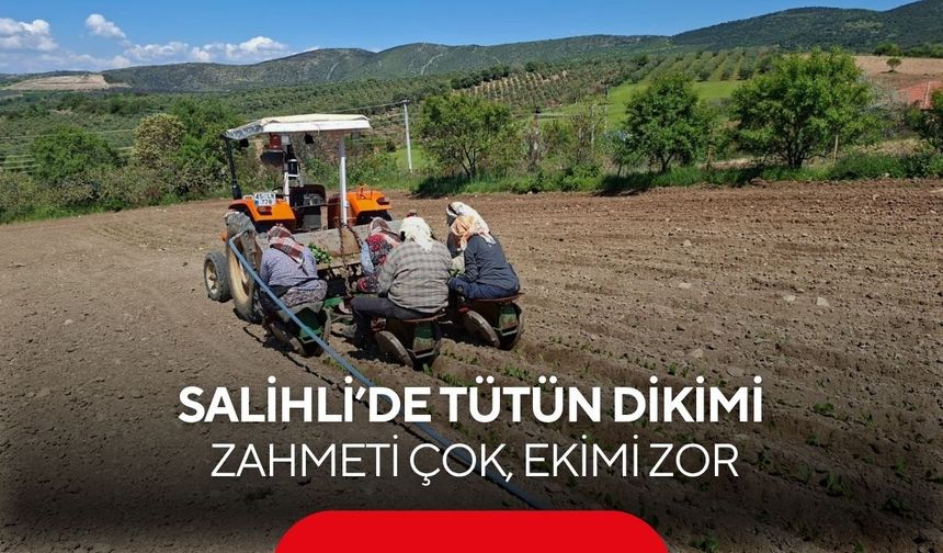 Salihli’de tütün dikimi: Zahmeti çok, ekimi zor