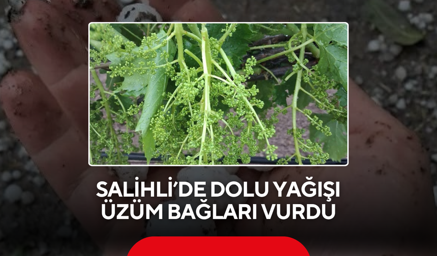 Salihli’de dolu yağışı üzüm bağları vurdu