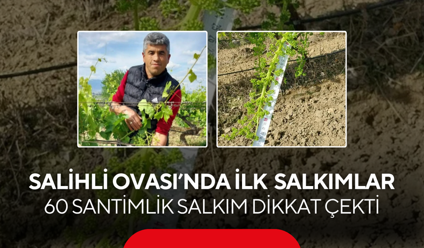 Salihli Ovası’nda ilk üzüm salkımları… 60 santimlik salkım dikkat çekti