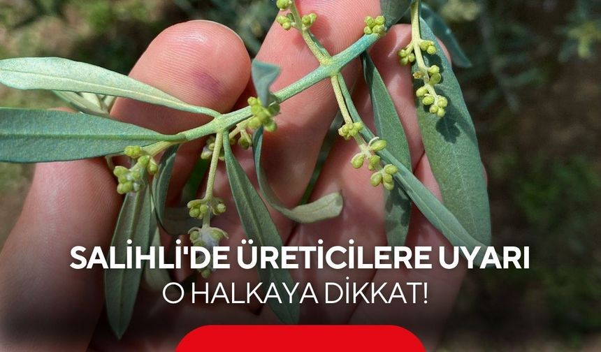 Salihli’de zeytinde halkalı leke uyarısı