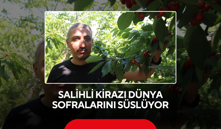 Salihli kirazı dünya sofralarını süslüyor