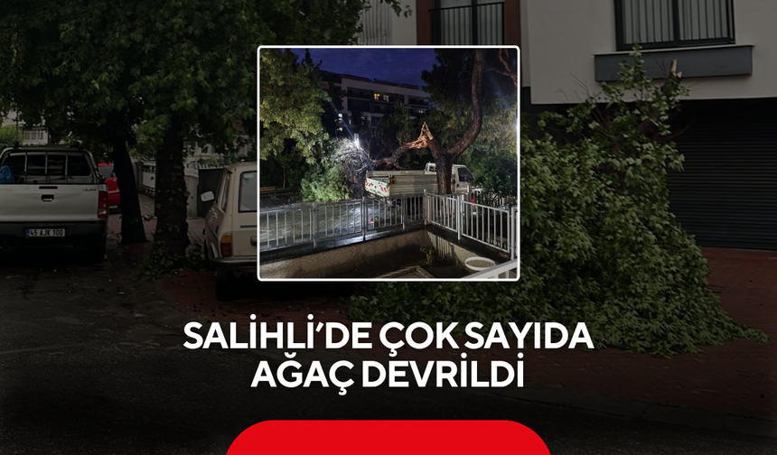 Salihli’de çok sayıda ağaç devrildi