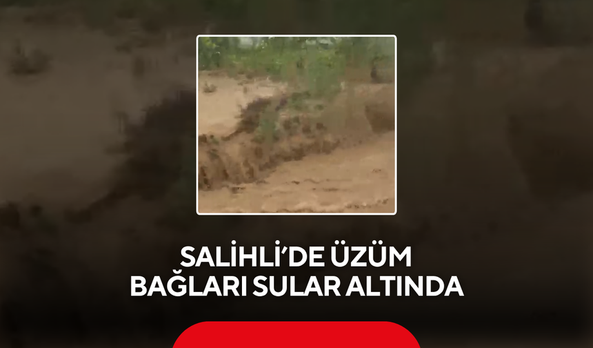 Salihli’de üzüm bağları sular altında
