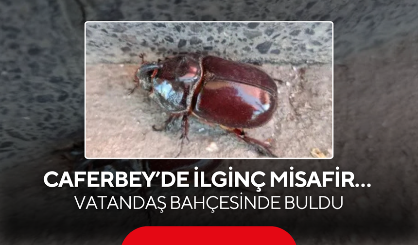 Caferbey Mahallesi'nde ilginç misafir… Vatandaş bahçesinde buldu