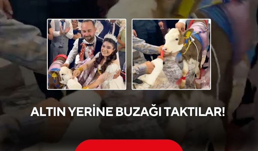 Altın yerine buzağı taktılar! Manisa'daki düğün gündem oldu
