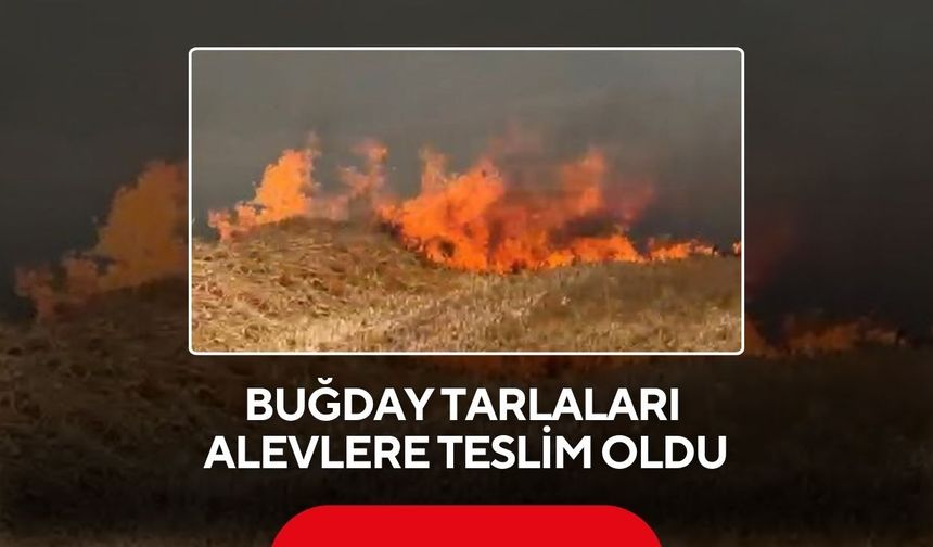 Buğday tarlaları alevlere teslim oldu