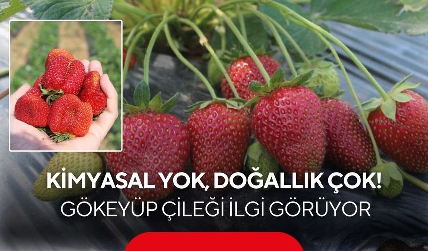 Salihli’nin organik çileği ilgi odağı oldu: Gökeyüp’te doğal hasat