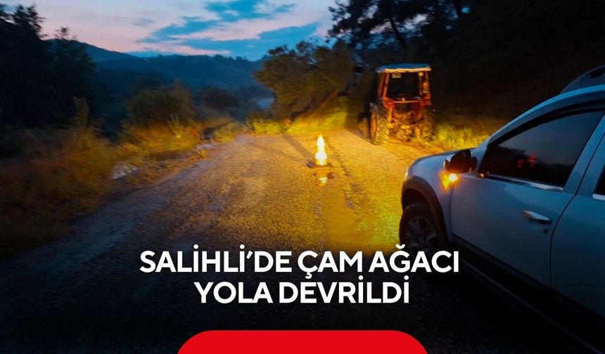 Salihli’de çam ağacı yola devrildi: Yol ulaşıma kapandı