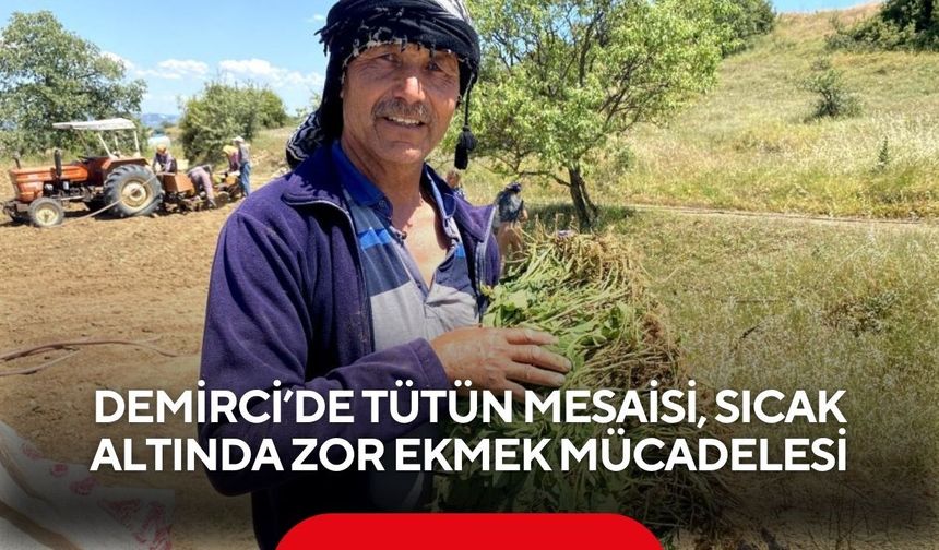 Demirci’de tütün mesaisi, sıcak altında zor ekmek mücadelesi
