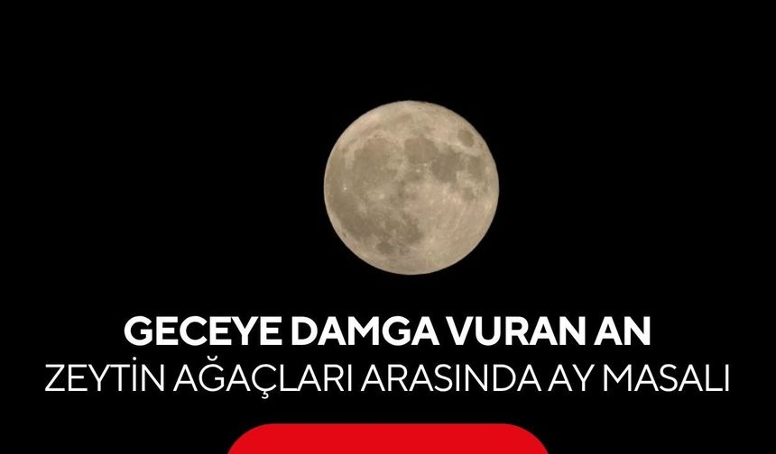 Geceye damga vuran an! Zeytin ağaçları arasında ay masalı...