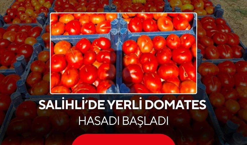 Salihli’de yerli domates hasadı başladı