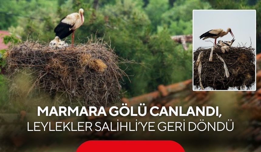 Marmara Gölü canlandı, yüzlerce leylek Salihli’ye geri döndü