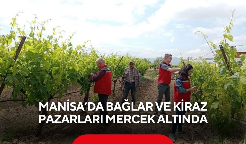 Manisa’da bağlar ve kiraz pazarları mercek altında