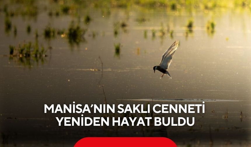 Manisa’nın saklı cenneti yeniden hayat buldu