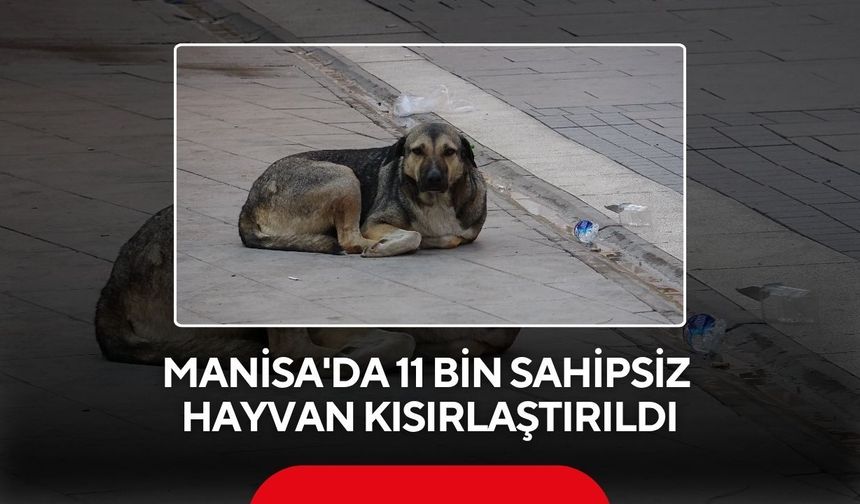 Manisa'da sahipsiz hayvan seferberliği! 11 bin kısırlaştırma, 2 bin sahiplendirme
