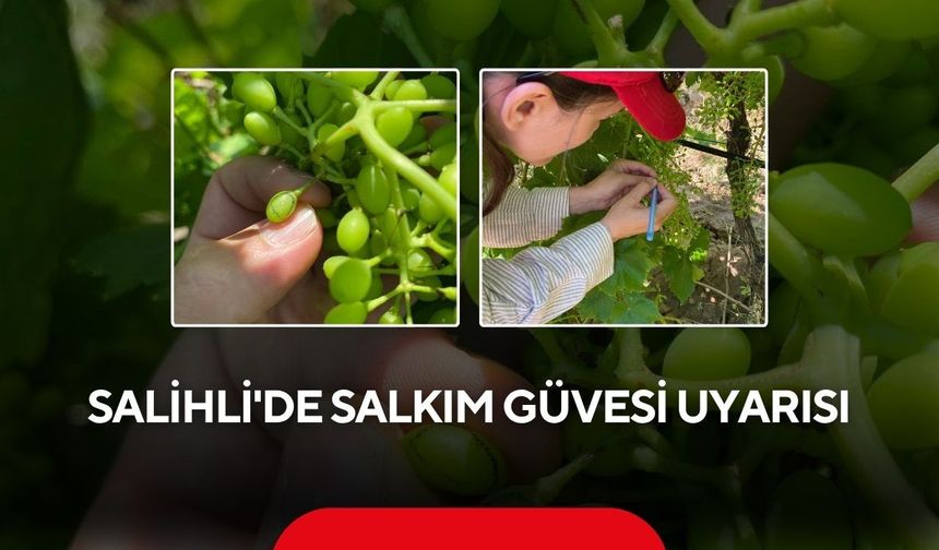 Salihli'de salkım güvesi uyarısı
