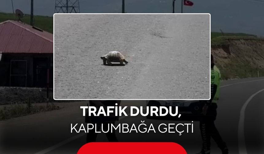 Polis, kaplumbağa için trafiği durdurdu! O anlar büyük beğeni topladı