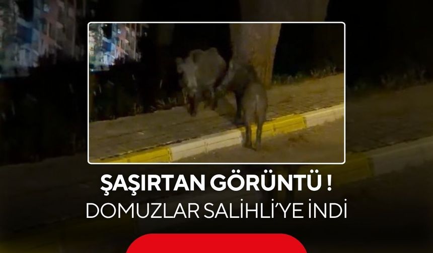 Salihli’de şaşırtan görüntü: Yiyecek arayan domuzlar Salihli’ye indi