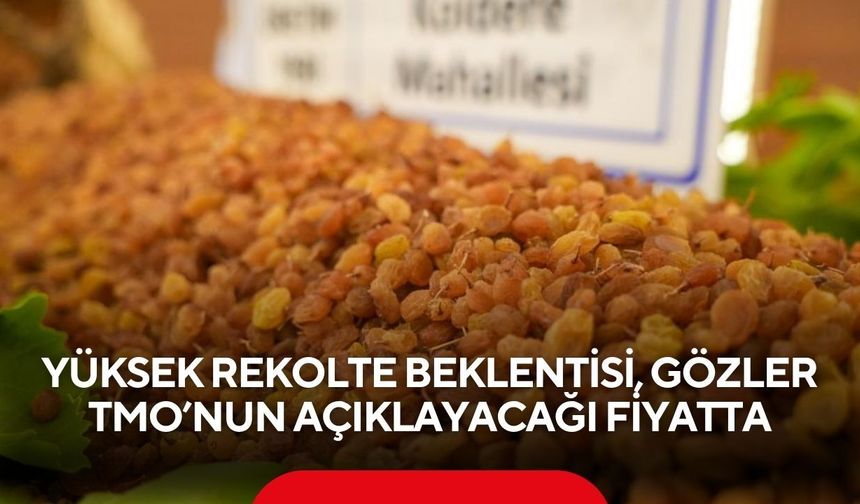 Yüksek rekolte beklentisi, gözler TMO’nun açıklayacağı fiyatta