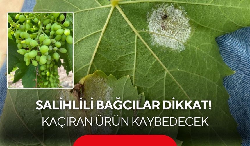 Salihlili bağcılar dikkat! Kaçıran ürün kaybedecek