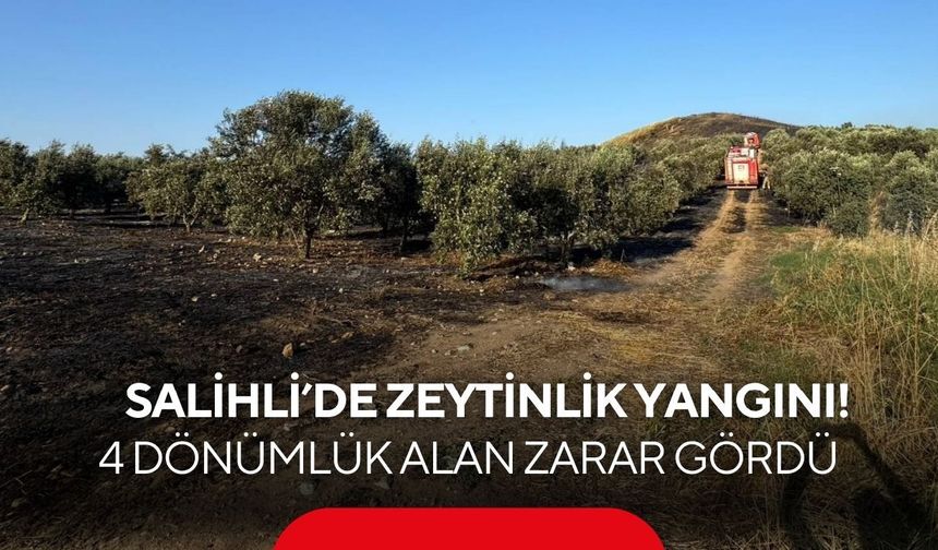 Salihli’de zeytinlik yangını! 4 dönümlük alan zarar gördü