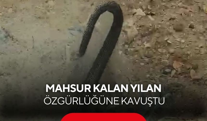 Balık ağına takılan yılanı kurtardı, “Hadi Git” diyerek doğaya uğurladı...