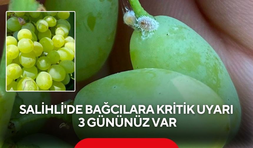 Salihli'de bağcılara kritik uyarı: 3 gününüz var
