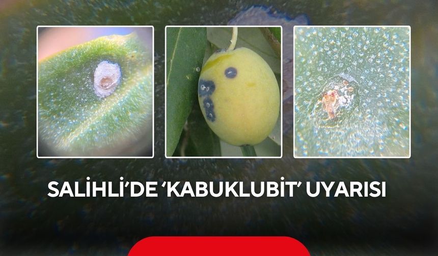 Salihli'de Kabuklubiti alarmı! Zeytin üreticilerine kritik uyarı