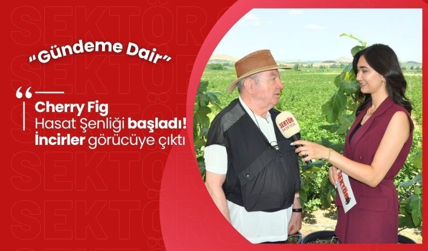 Cherry Fig Hasat Şenliği başladı! İncirler görücüye çıktı