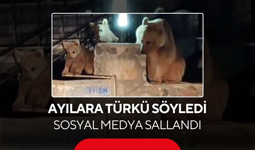Boz ayılar yiyecek aradı, türkü eşliğinde sosyal medyaya düştü...