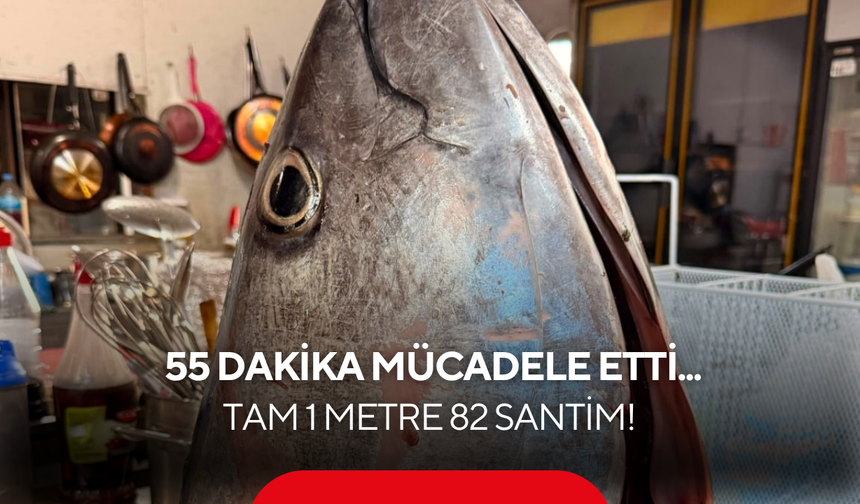 Dev mücadele: Tam 1 metre 82 santim boyunda ve tam 65 kilo!