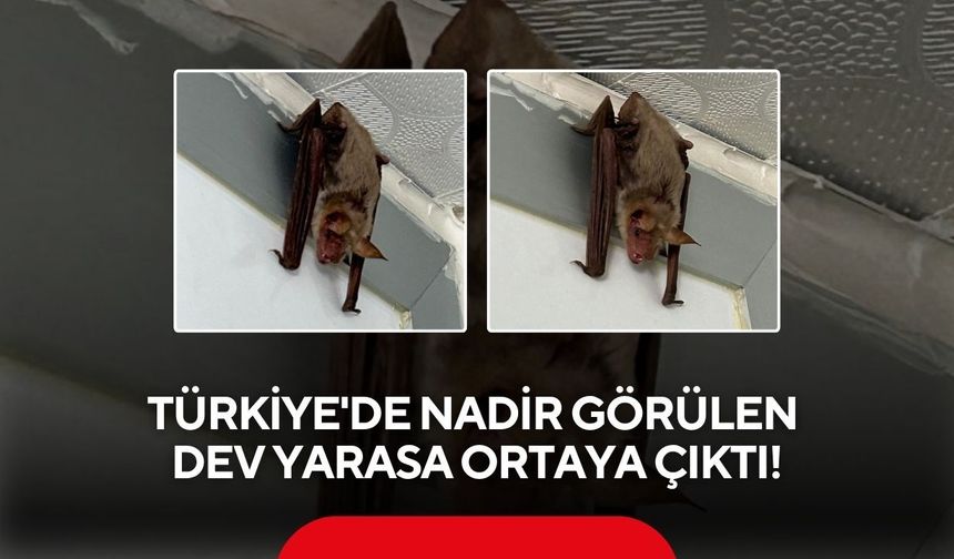 Türkiye'de nadir görülen dev yarasa ortaya çıktı!