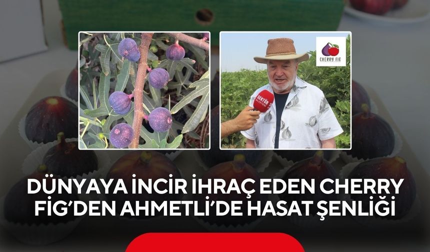 Manisa’da incir şöleni: Cherry Fig 4.hasat şenliğini düzenliyor