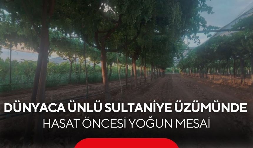 Manisa’da üzüm mesaisi! Dünya markası sultaniye hasada hazırlanıyor...