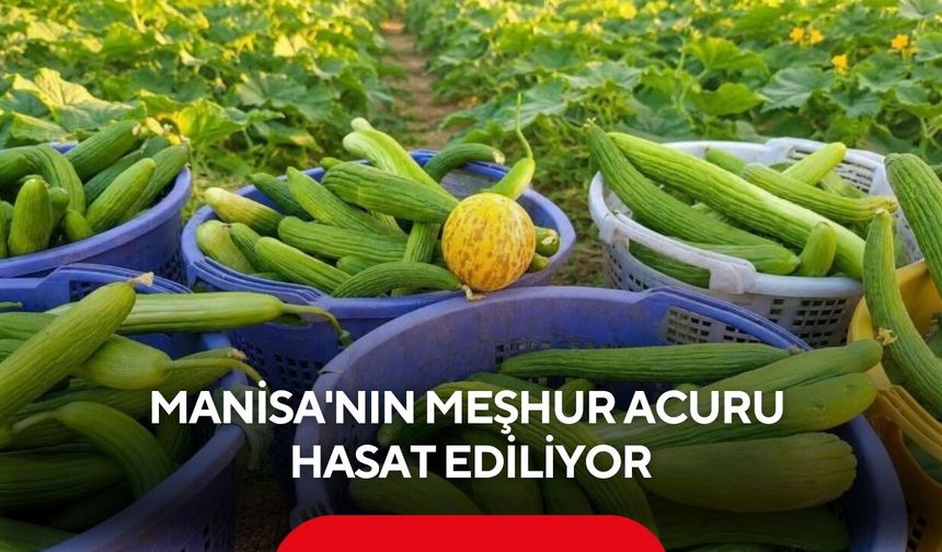 Manisa'nın meşhur acuru hasat ediliyor! Kilosu 50 TL'den satılıyor...