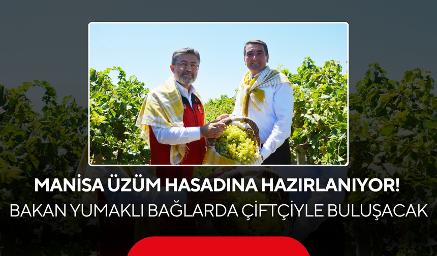 Manisa'da Üzüm Mesaisi Başlıyor! Bakan Yumaklı da Hasatta Yer Alacak
