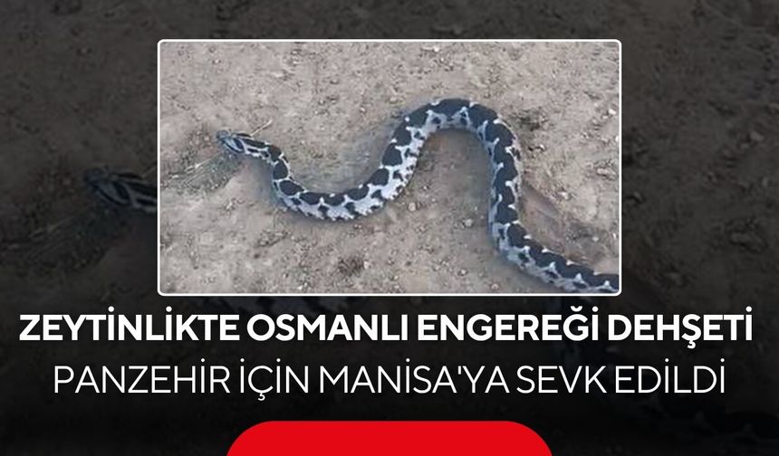 Zeytinlikte Osmanlı Engereği dehşeti! Panzehir için Manisa'ya sevk edildi...