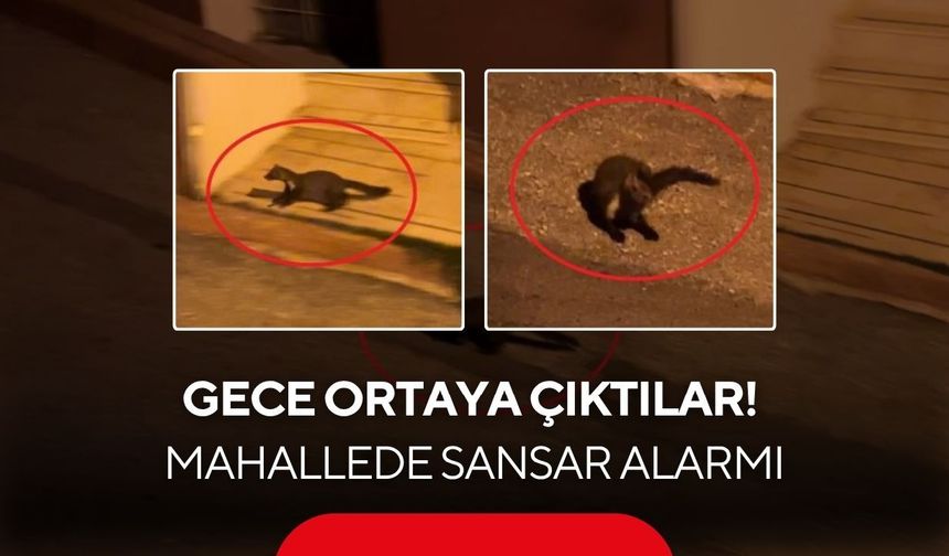 Her gece aynı saatte ortaya çıkıyorlar! Sansarlar kameraya yakalandı