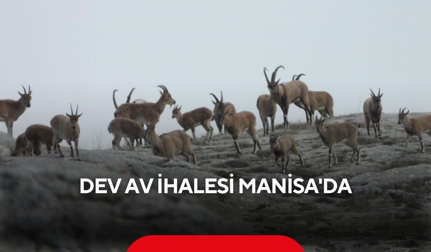 Türkiye'nin dikkat çeken av ihalesi Manisa'da yapılacak... Yaban keçisi kotaları satışa çıkıyor