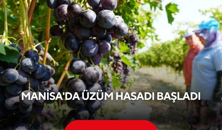 Manisa'da yaş üzüm hasadı başladı! Rekolte beklentisi yüksek