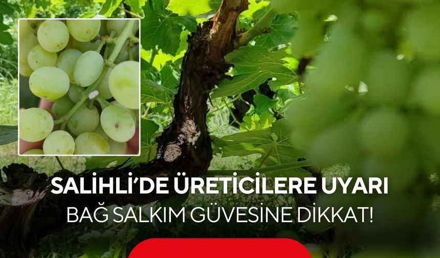 Salihli’de bağ salkım güvesi uyarısı!