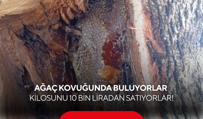 Ağaç kovuklarında altın değerinde hazine! Kilosu tam 10 bin liradan alıcı buluyor