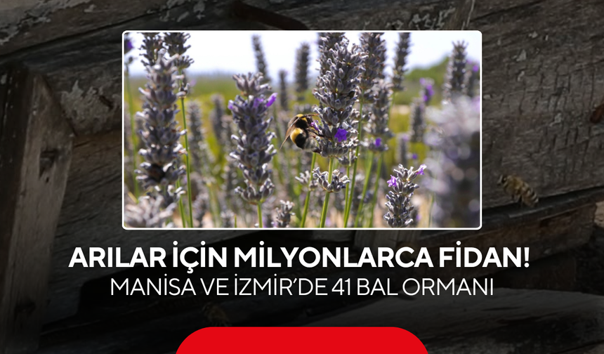 Arılar için milyonlarca fidan! Manisa ve İzmir’de 41 bal ormanı