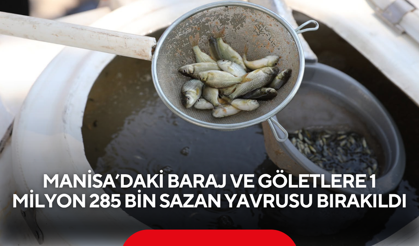 Manisa’daki baraj ve göletlere 1 milyon 285 bin sazan yavrusu bırakıldı