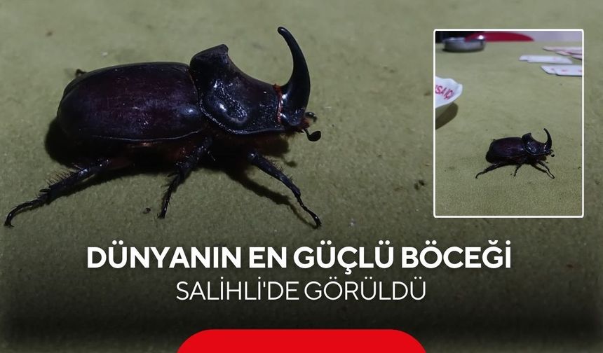 Salihli’de kahvehanenin davetsiz misafiri, dünyanın en güçlü böceği oldu
