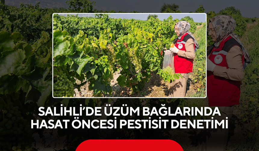 Salihli’de üzüm bağlarında hasat öncesi pestisit denetimi