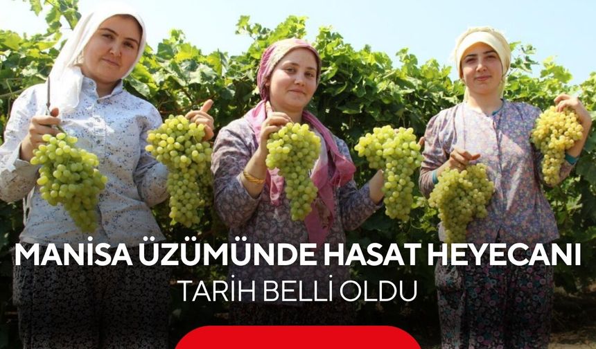 Dünyaca ünlü Manisa üzümünde sezon başlıyor! Kesim tarihi belli oldu
